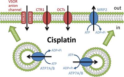 The Relationship Between Actin Cytoskeleton and Membrane Transporters in Cisplatin Resistance of Cancer Cells